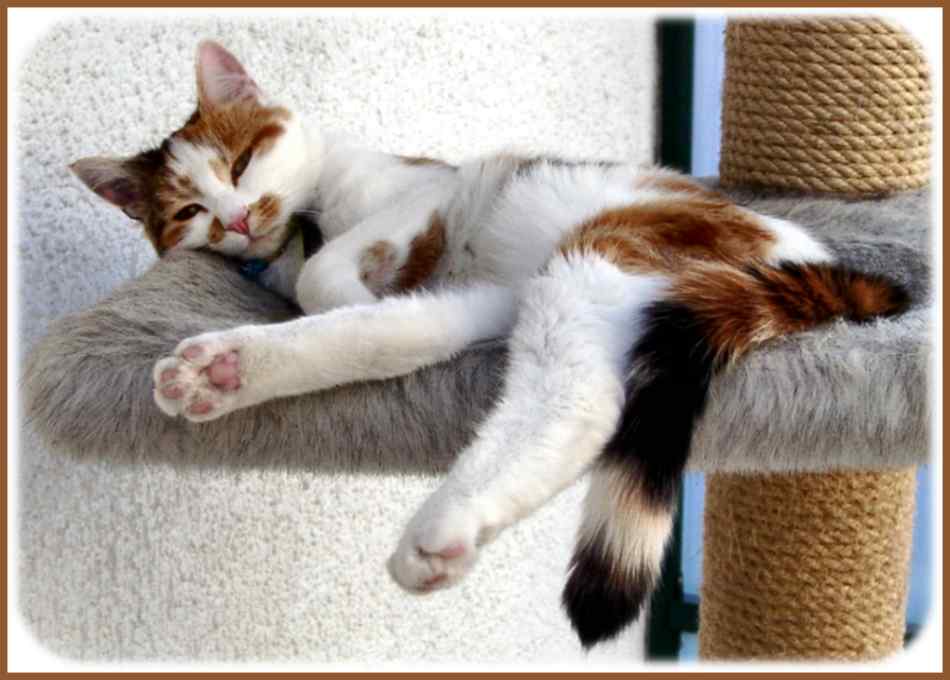 Gatti (81)